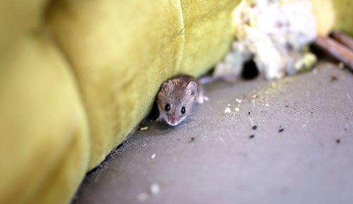 Household rodent causing infestation