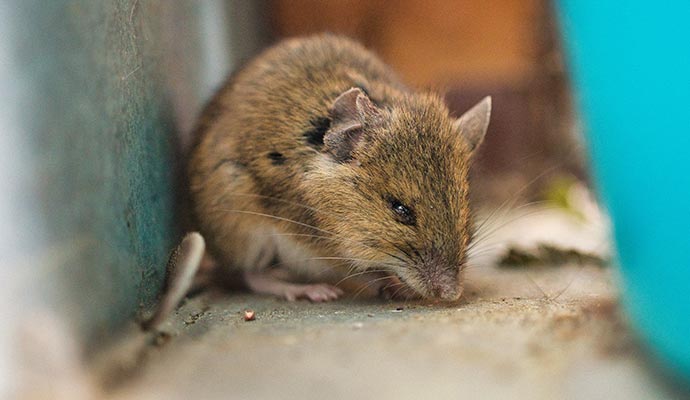 Animal Waste Cleanup in Orange County and Riverside | Restotech