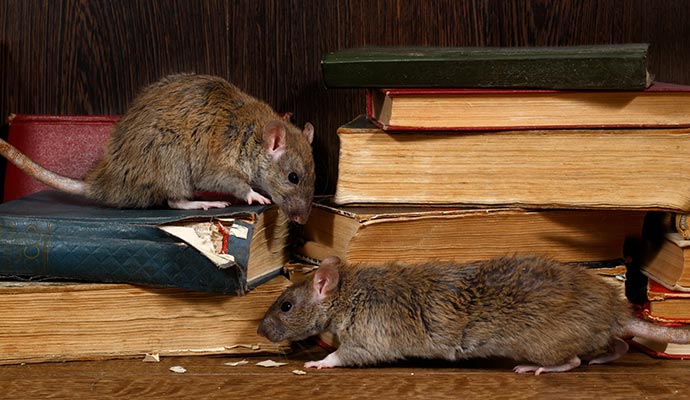 Rodent Infestation Cleanup | Orange County & Riverside | Restotech