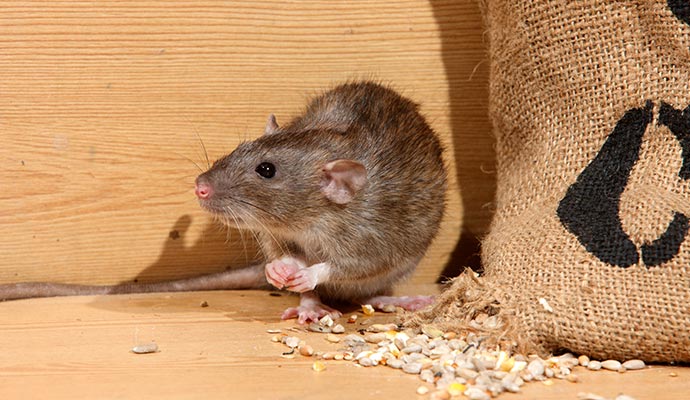 Rodent damaging stored grains and causing infestation Rodent damaging stored grains and causing infestation