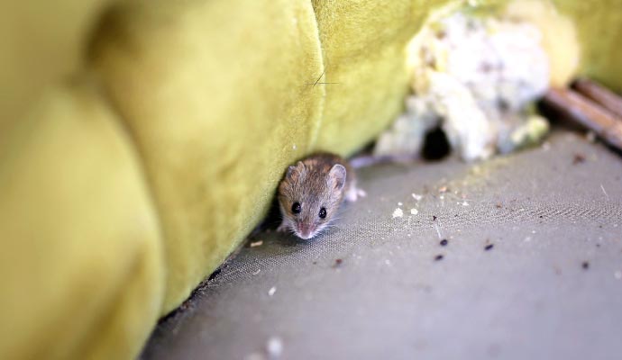 Rodent infestation