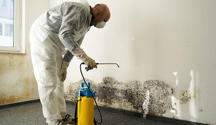 Professional Mold Removal