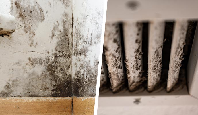 Collage of black mold and HVAC mold