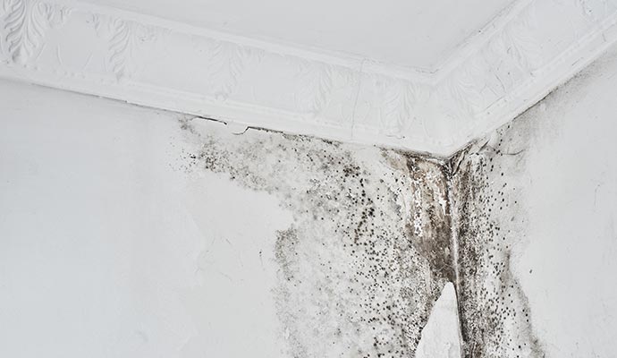Moldy wall Moldy wall