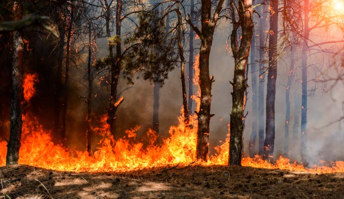 Fire damaged forest