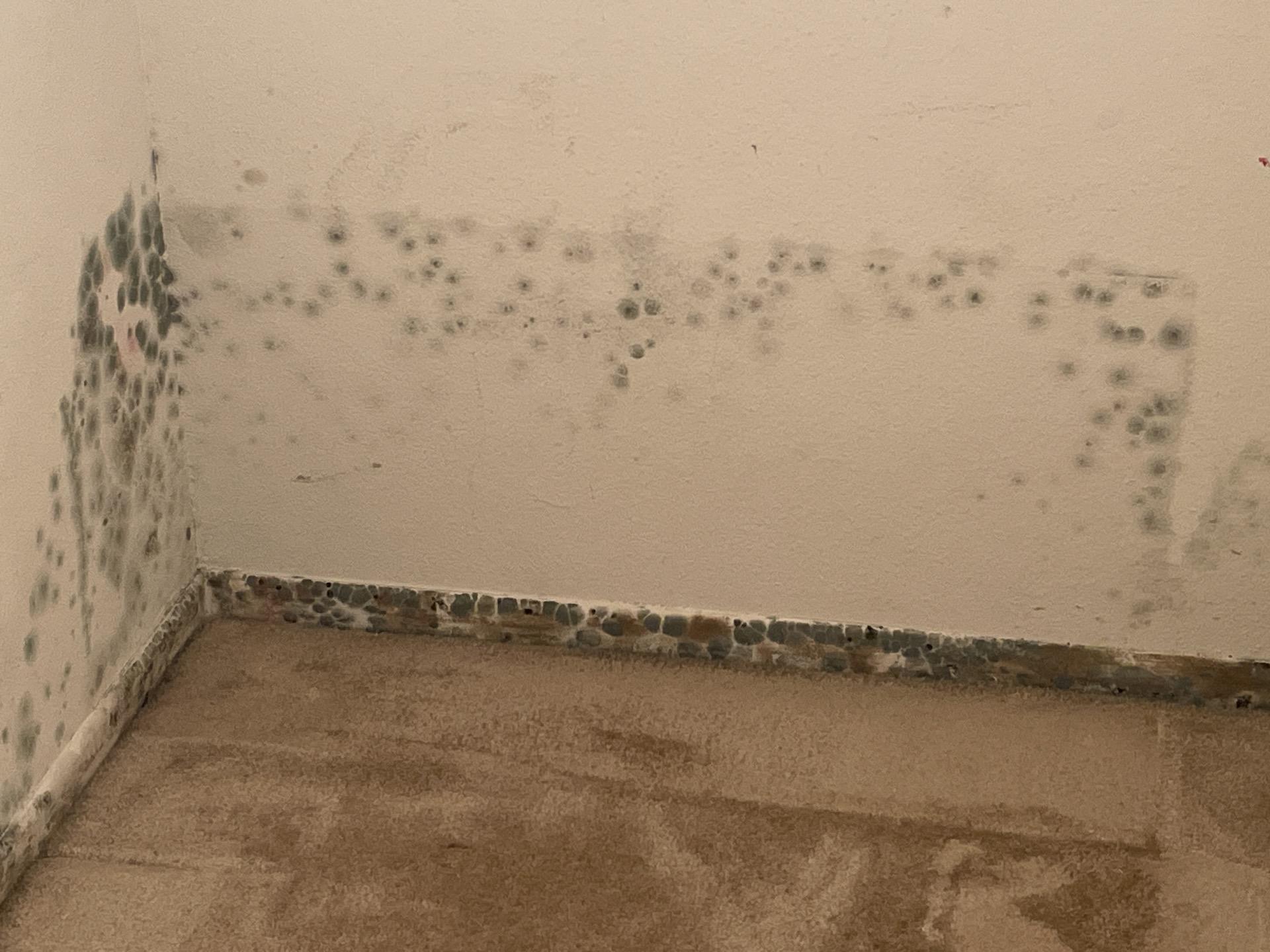 Severe mold growth and water intrusion visible on the walls and baseboards of a closet, demonstrating urgent need for water mitigation and professional mold remediation after prolonged water damage.