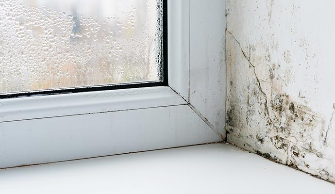 Moisture damaged wall and window