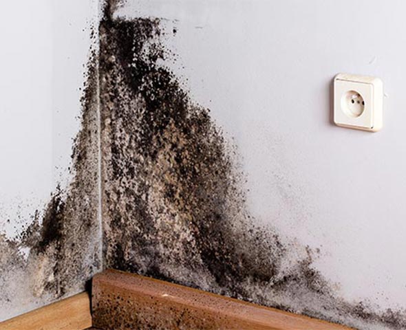 Mold on the wall