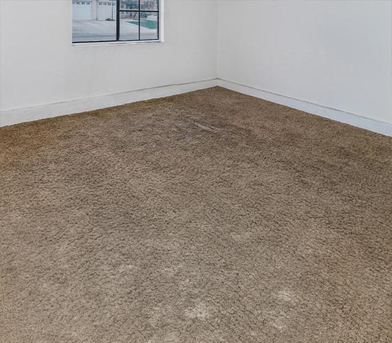 Mold in carpet