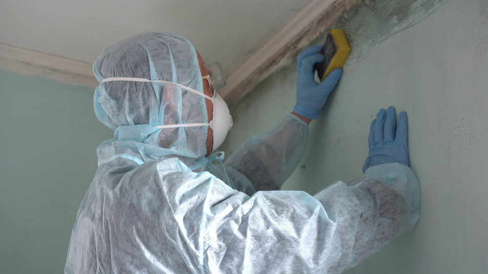 Removing Mold and Mildew. A Man Cleaning Mold from Wall Using Spray Bottle And Sponge